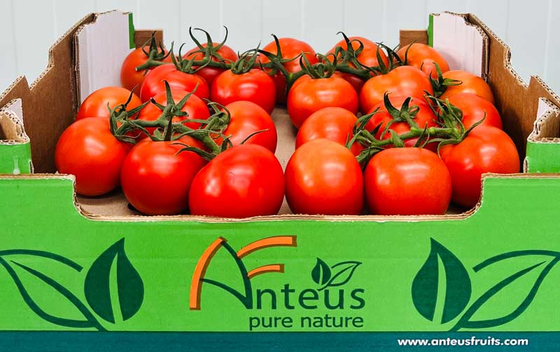 tomates-anteus-fruits