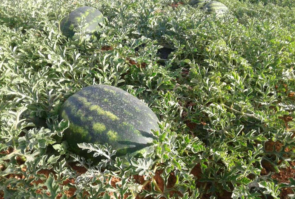 Die Anteus-Wassermelone: ein Qualitätssiegel für unsere Kunden
