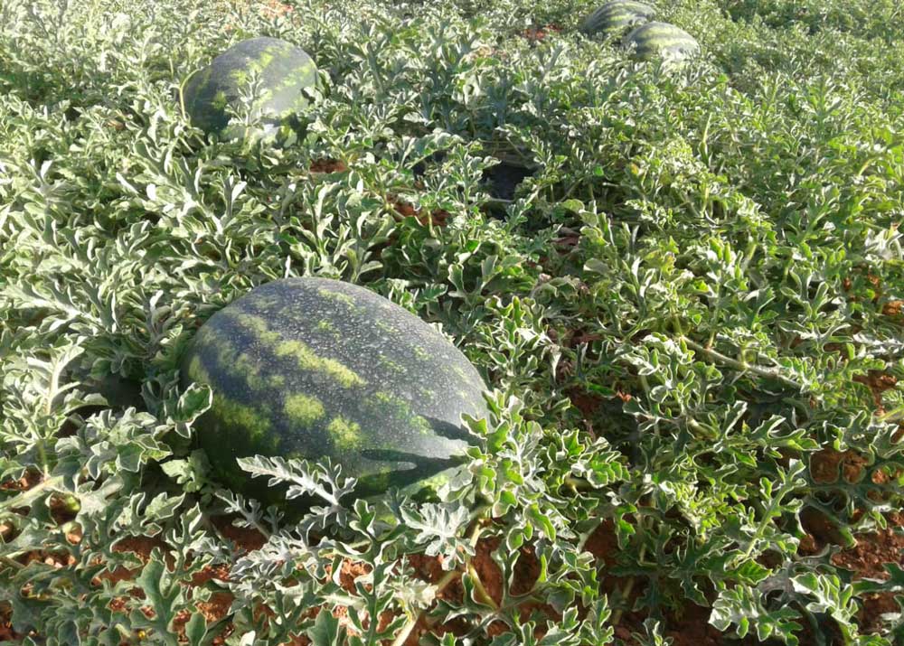 Die Anteus-Wassermelone ein Qualitätssiegel für unsere Kunden