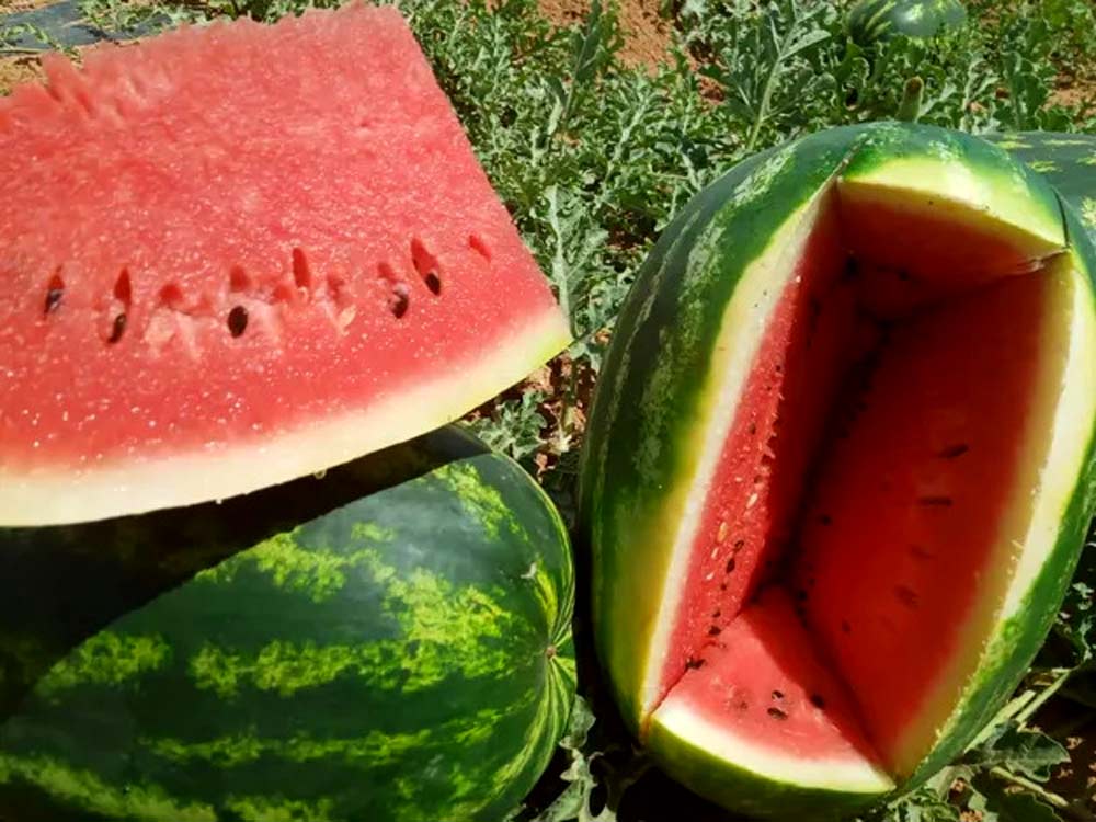 freshplaza article watermelon anteus fruits