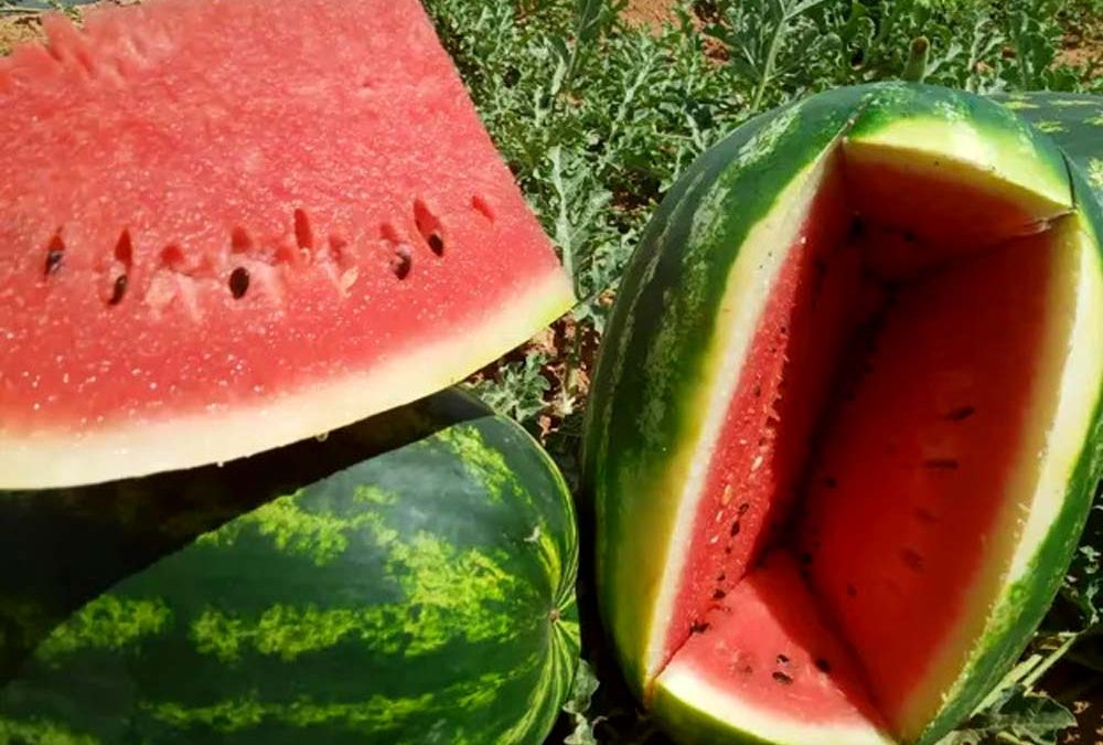 “ Unsere Wassermelone hat alles, um den französischen Markt zu erobern „.