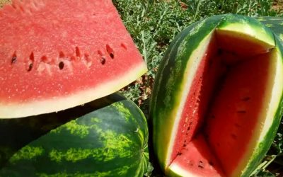 “ Unsere Wassermelone hat alles, um den französischen Markt zu erobern „.