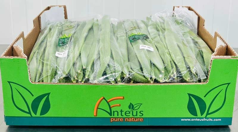 haricots-coco-anteus-fruits beans-anteus-fruits